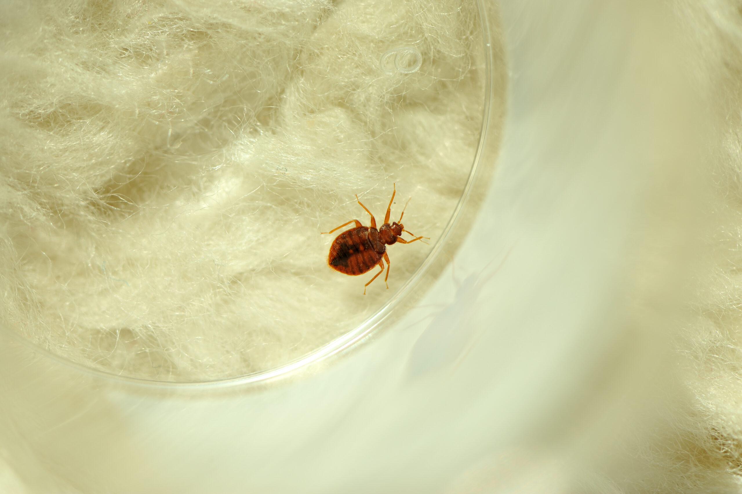 bedbug on sheep fur in captivities